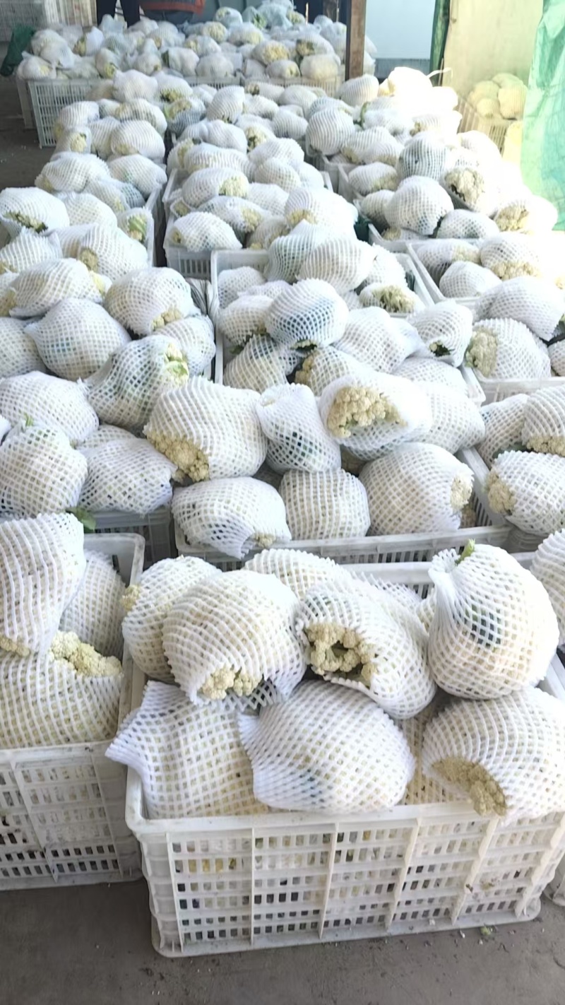 河南开封花菜/精品松花菜/白面青梗/菜花/量大便宜