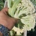 河南开封花菜/精品松花菜/白面青梗/菜花/量大便宜