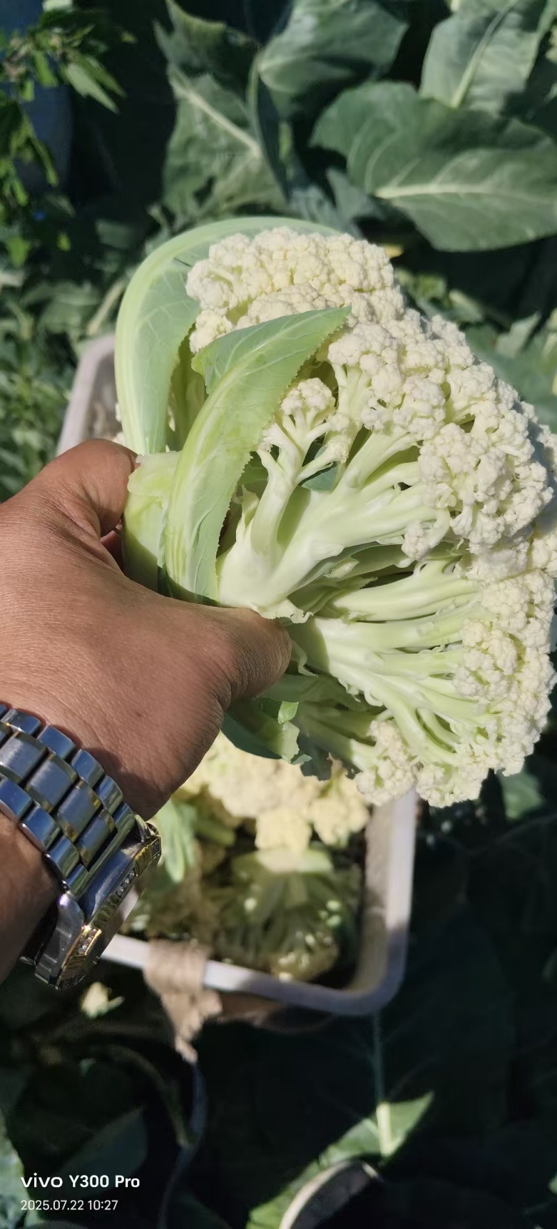 河南开封花菜/精品松花菜/白面青梗/菜花/量大便宜