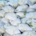 河南开封花菜/精品松花菜/白面青梗/菜花/量大便宜