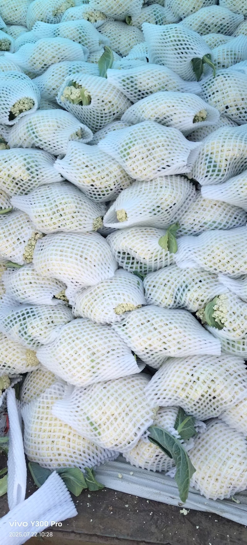 河南开封花菜/精品松花菜/白面青梗/菜花/量大便宜
