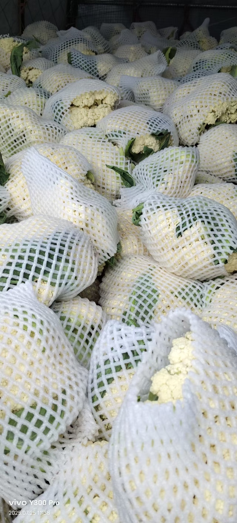 河南开封花菜/精品松花菜/白面青梗/菜花/量大便宜