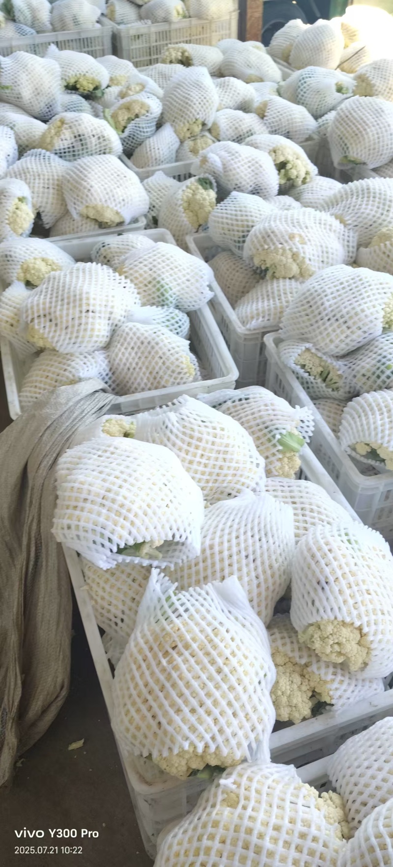 河南开封花菜/精品松花菜/白面青梗/菜花/量大便宜