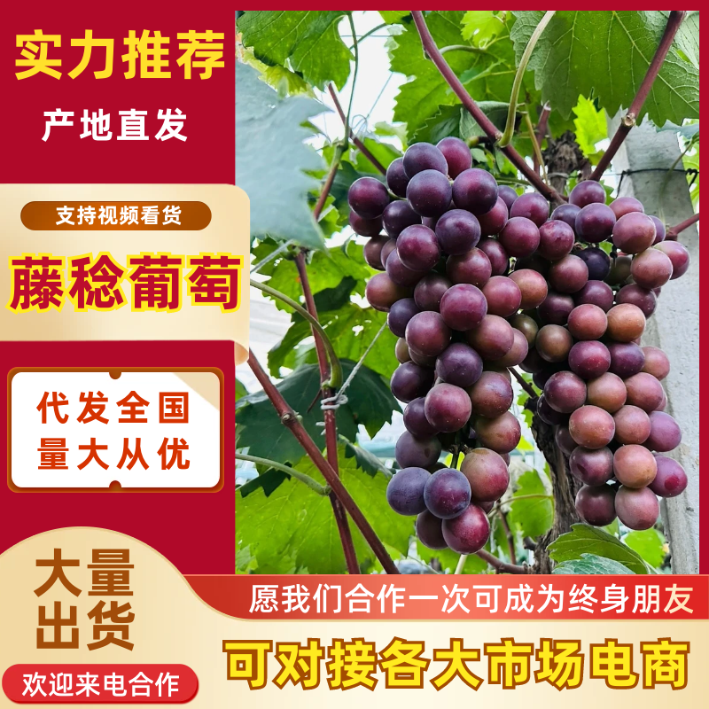 【放心购买】藤稔葡萄产地直发量大从优代发全国市场电商