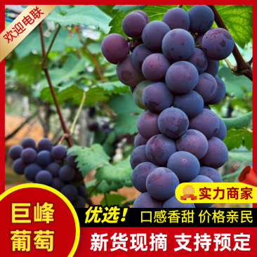 山东巨峰葡萄基地直发提供一条龙服务代发全国市场