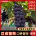 【实力供货】巨峰葡萄山东巨峰葡萄现摘现发汁水丰富