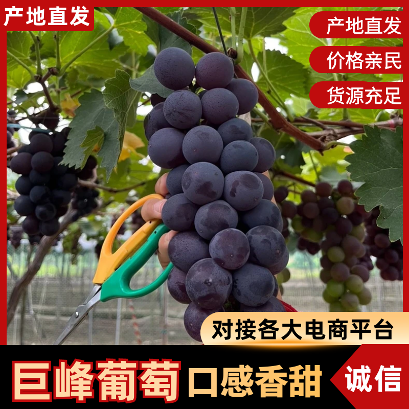 【实力供货】巨峰葡萄山东巨峰葡萄现摘现发汁水丰富