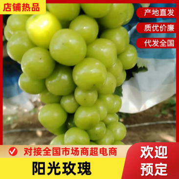 【阳光玫瑰】河南三门峡精品葡萄产地直销品质保障可视频看货