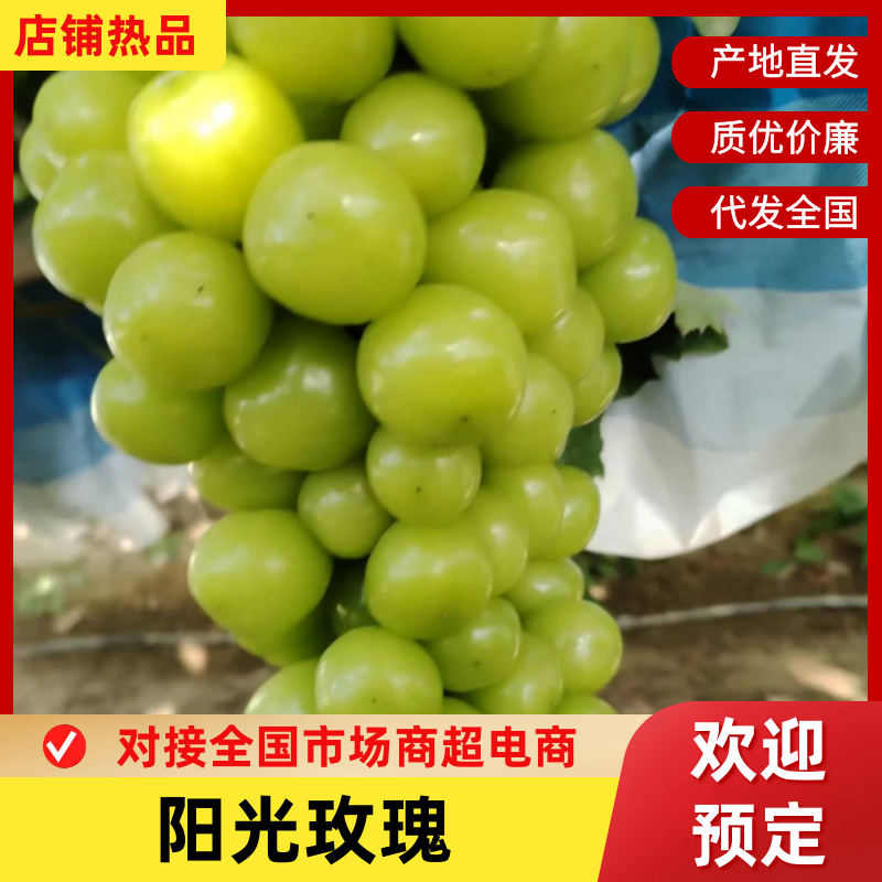 【阳光玫瑰】河南三门峡精品葡萄产地直销品质保障可视频看货