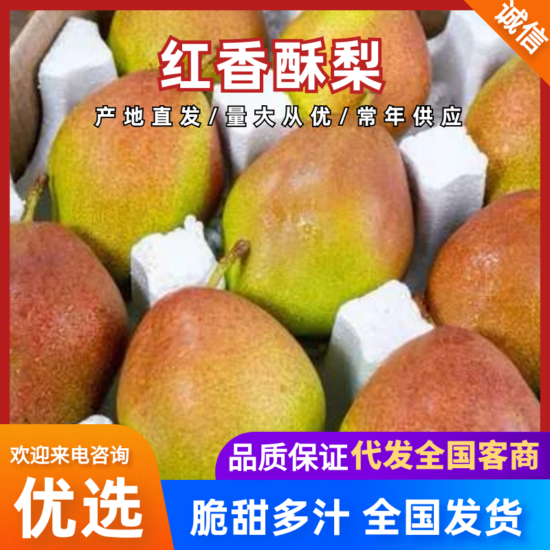 【热卖推荐】河南三门峡红香酥梨产地直销量大从优可对接商超