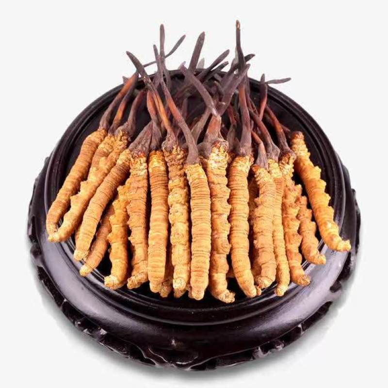 冬虫夏草，批发可议价，一件代发，对接全国，欢迎咨询