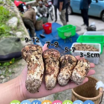 松茸，批发可议价，一件代发，对接全国，欢迎咨询