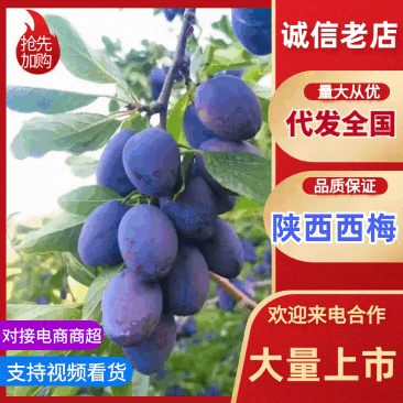 【热卖】陕西蓝西梅大量有货，口感好，耐运输，需要的电话联系