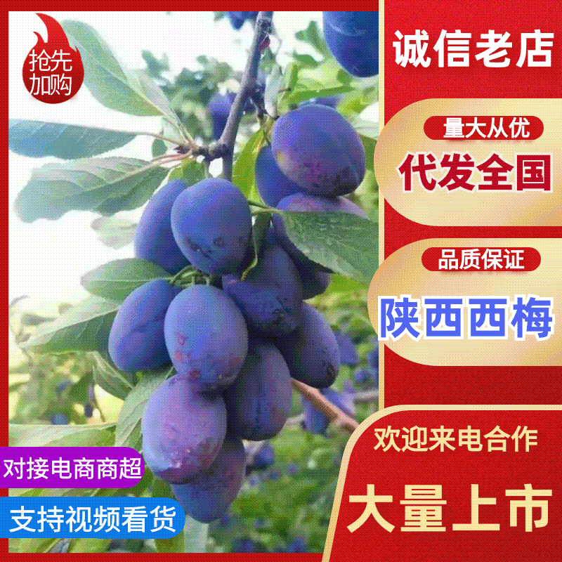 【热卖】陕西蓝西梅大量有货，口感好，耐运输，需要的电话联系