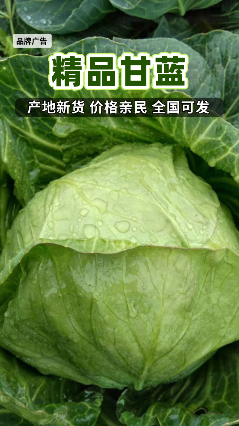 《河南甘蓝》开封甘蓝/通许县圆包菜/河北包菜/量大便宜