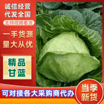 《河北甘蓝》沽源甘蓝/张家口圆包菜/河北包菜/量大便宜