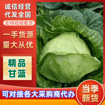 《河南甘蓝》开封甘蓝/通许县圆包菜/河北包菜/量大便宜