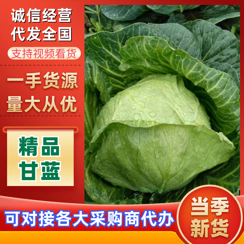 《河南甘蓝》开封甘蓝/通许县圆包菜/河北包菜/量大便宜