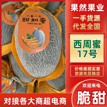 【优质推荐】甘肃晓蜜25哈密瓜可对接商超市场电商