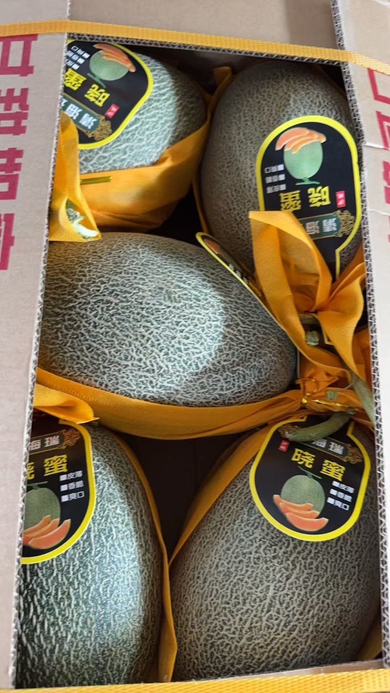 【优质推荐】甘肃晓蜜25哈密瓜可对接商超市场电商