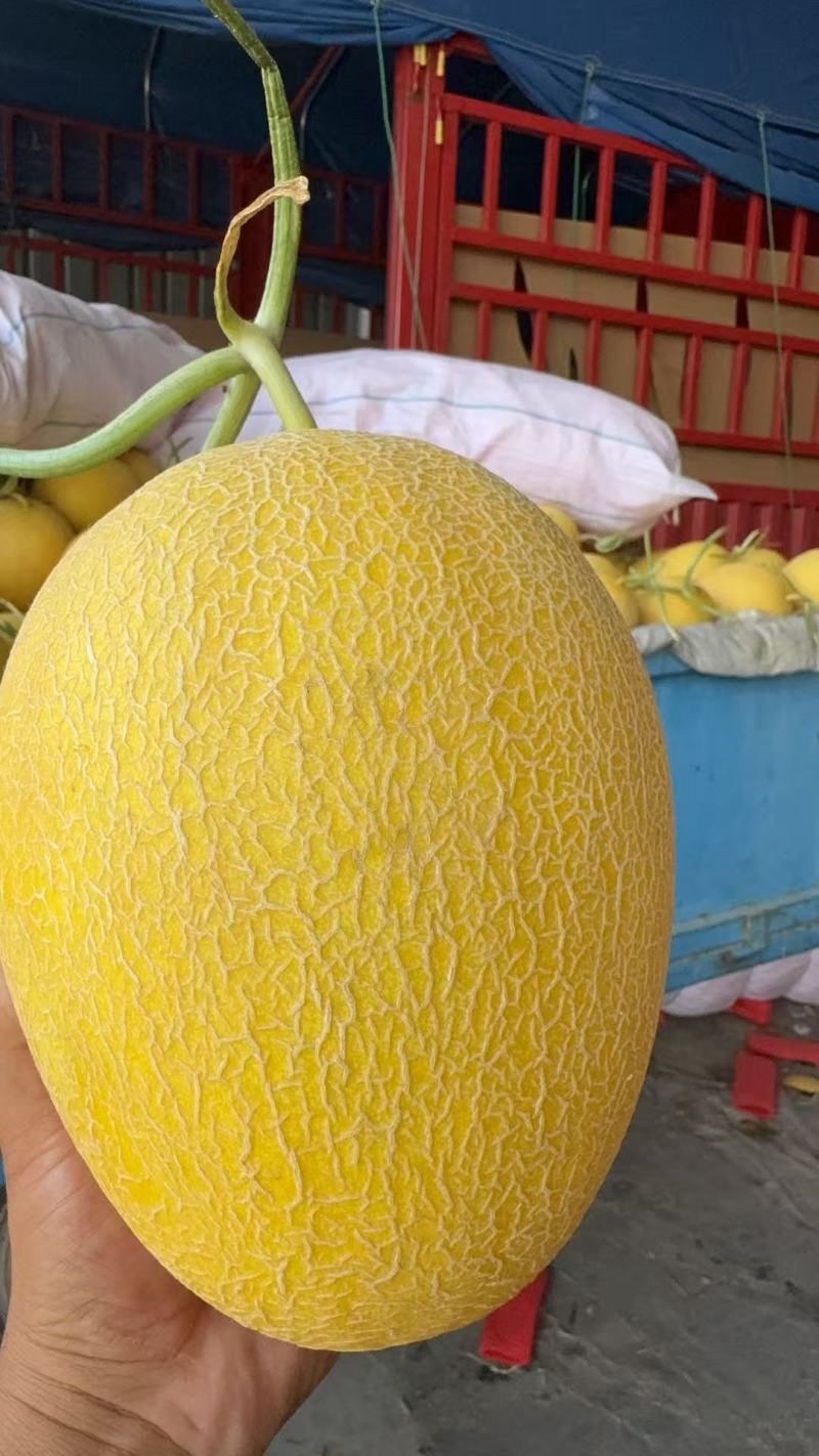 黄金蜜瓜，风金6号哈密瓜金色年华哈密瓜拍拍金大量有货