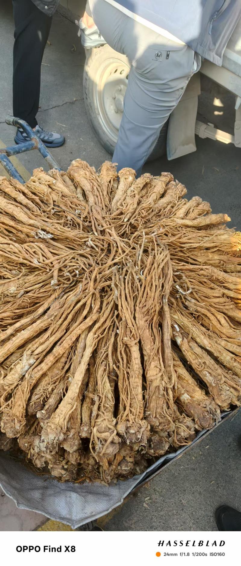 【水洗】甘肃独活中药材批发水洗独活现货现发欢迎咨询