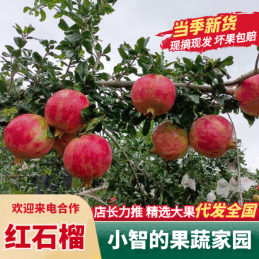 红石榴四川石榴产地直发供应电商市场突尼斯软籽石榴品质保障