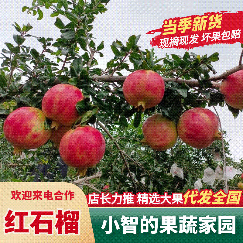 四川石榴会理石榴突尼斯软籽石榴产地果园直发电商零售发全国