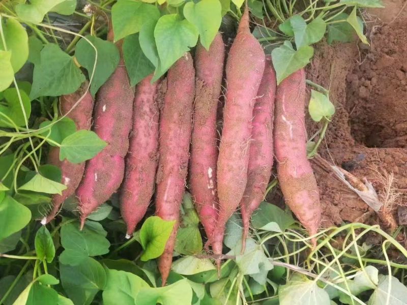 精品板栗薯大量供货品质保证价格优惠无丝无虫眼来电谈