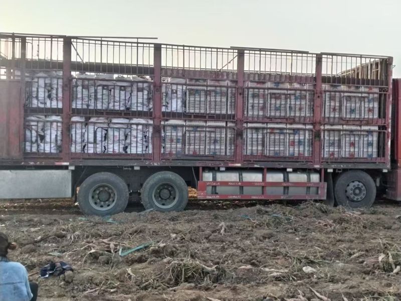 精品板栗薯大量供货品质保证价格优惠无丝无虫眼来电谈