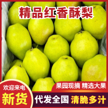 精品(红香酥）陕西省【大荔县万亩】红香酥梨