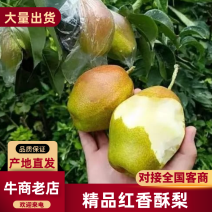 红香酥梨陕西大荔红香酥梨产地直发电商市场加工厂