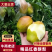 红香酥梨陕西大荔红香酥梨产地直发电商市场加工厂