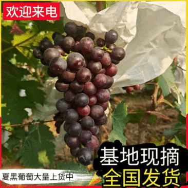 【夏黑葡萄】冠县葡萄基地直供/串形好甜度高/大量上货中