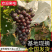 【夏黑葡萄】冠县葡萄基地直供/串形好甜度高/大量上货中