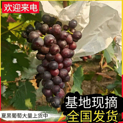 【夏黑葡萄】冠县葡萄基地直供/串形好甜度高/大量上货中