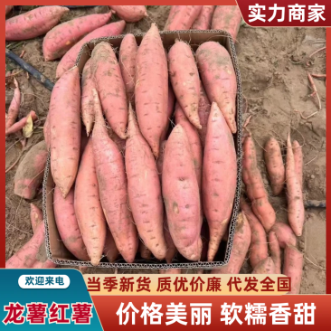 河南开封烟薯25龙薯九产地直发品种齐全货源充足发市场