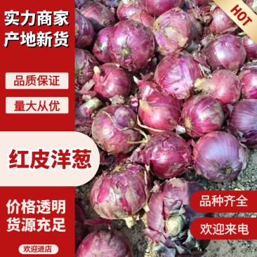 洋葱紫皮洋葱红皮洋葱规格齐全产地直发货源多发全国市场