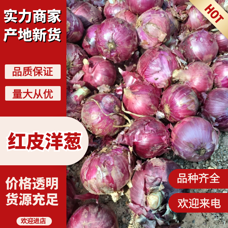 洋葱紫皮洋葱红皮洋葱规格齐全产地直发货源多发全国市场