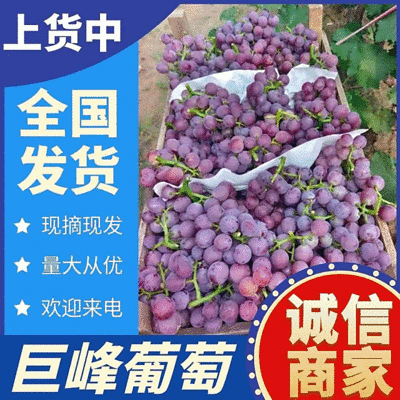 《推荐》冠县巨峰葡萄&露天葡萄/现摘现发/对接批发商超