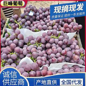 《精选》纸袋巨峰葡萄,产地直发。一手货源。