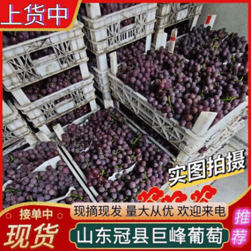 《巨峰葡萄》山东冠县基地直供/山东葡萄/现摘现发全国发货