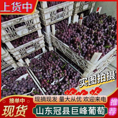 《巨峰葡萄》山东冠县基地直供/山东葡萄/现摘现发全国发货
