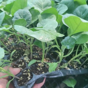 圆茄苗品质保证产地直发实力商家量大从优价格优惠