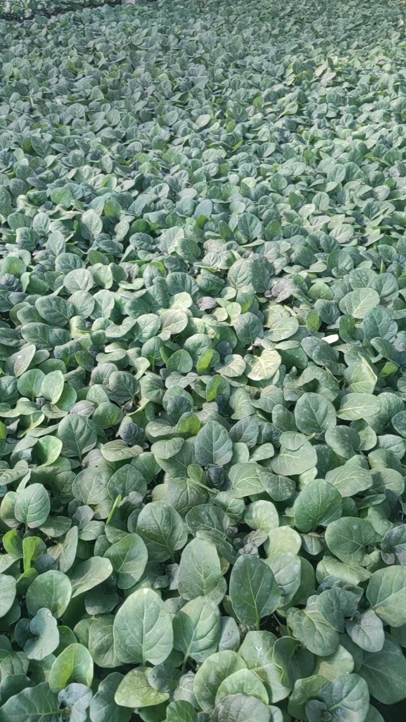 圆茄苗品质保证产地直发实力商家量大从优价格优惠