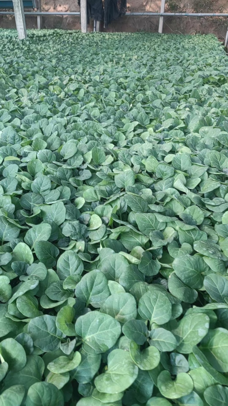 圆茄苗品质保证产地直发实力商家量大从优价格优惠