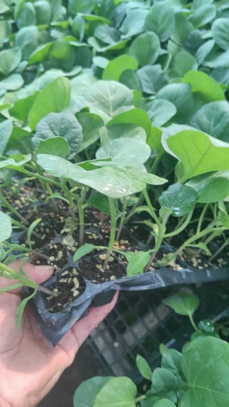 圆茄苗品质保证产地直发实力商家量大从优价格优惠