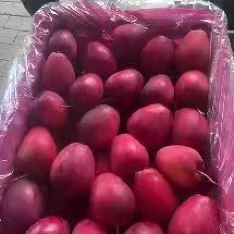 鸡心果上市中大量有货发货快质量保证诚信经营