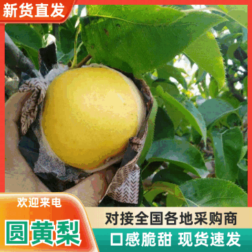 万亩优质圆黄梨正在热销中，实力代办，保证质量货发全国
