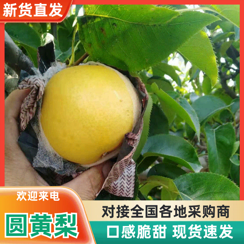 万亩优质圆黄梨正在热销中，实力代办，保证质量货发全国